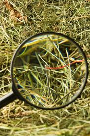 needle in a haystack