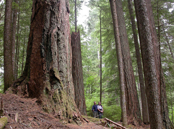 growth redwoods